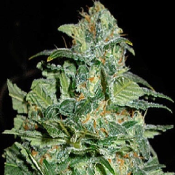Crop Circle Auto cannabis plants in bloom, grown from Automatic seeds – ideal for home cultivation from Cream of the Crop