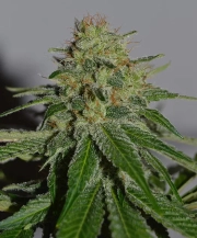Crop Doctor cannabis plants in bloom, grown from Feminized seeds – ideal for home cultivation from Cream of the Crop