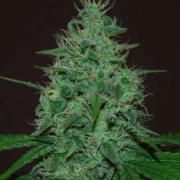 Cropical Fruit Auto cannabis plants in bloom, grown from Automatic seeds – ideal for home cultivation from Cream of the Crop
