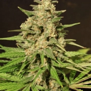 Hybrid X cannabis plants in bloom, grown from Feminized seeds – ideal for home cultivation from Cream of the Crop