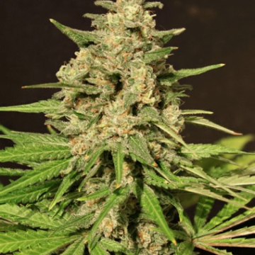 Hybrid X cannabis plants in bloom, grown from Feminised seeds – ideal for home cultivation from Cream of the Crop