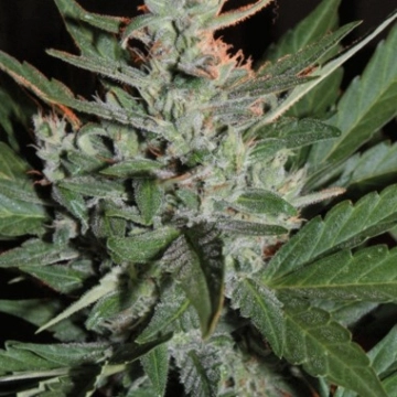 KO Crop Auto cannabis plants in bloom, grown from Automatic seeds – ideal for home cultivation from Cream of the Crop