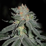 Lemon Venom cannabis plants in bloom, grown from Feminized seeds – ideal for home cultivation from Cream of the Crop