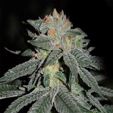 Lemon Venom cannabis plants in bloom, grown from Feminized seeds – ideal for home cultivation from Cream of the Crop
