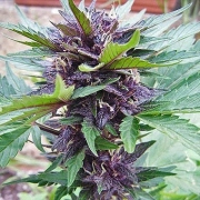 Narco Purps Auto cannabis plants in bloom, grown from Automatic seeds – ideal for home cultivation from Cream of the Crop