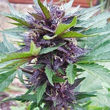 Narco Purps Auto cannabis plants in bloom, grown from Automatic seeds – ideal for home cultivation from Cream of the Crop