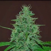 Narcotherapy Auto cannabis plants in bloom, grown from Automatic seeds – ideal for home cultivation from Cream of the Crop