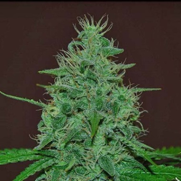 Narcotherapy Auto cannabis plants in bloom, grown from Automatic seeds – ideal for home cultivation from Cream of the Crop
