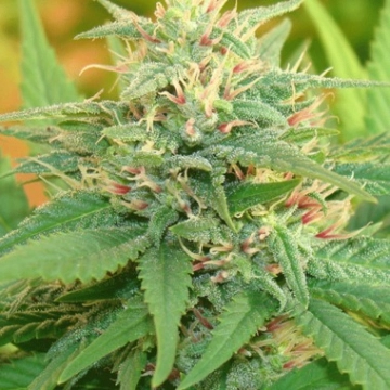 Narcotic Kush Auto cannabis plants in bloom, grown from Automatic seeds – ideal for home cultivation from Cream of the Crop