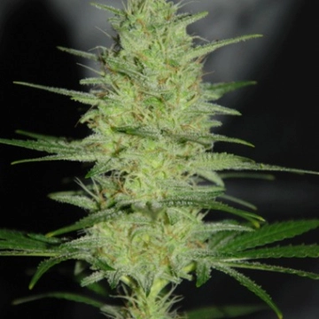 Pretty Lights cannabis plants in bloom, grown from Feminized seeds – ideal for home cultivation from Cream of the Crop
