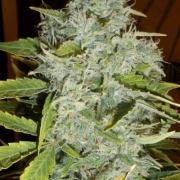 Psychofruit Auto cannabis plants in bloom, grown from Automatic seeds – ideal for home cultivation from Cream of the Crop