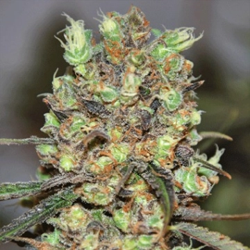 Purple Paralysis cannabis plants in bloom, grown from Feminized seeds – ideal for home cultivation from Cream of the Crop