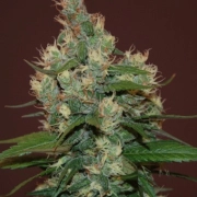 Sour Turbo Diesel cannabis plants in bloom, grown from Feminized seeds – ideal for home cultivation from Cream of the Crop