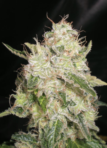 White Chronic cannabis plants in bloom, grown from Feminised seeds – ideal for home cultivation from Cream of the Crop
