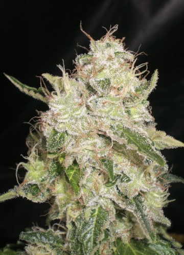 White Chronic cannabis plants in bloom, grown from Feminized seeds – ideal for home cultivation from Cream of the Crop