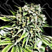 Auto Anonymass cannabis plants in bloom, grown from Automatic seeds – ideal for home cultivation from Critical Mass Collective