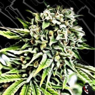 Auto Anonymass cannabis plants in bloom, grown from Automatic seeds – ideal for home cultivation from Critical Mass Collective