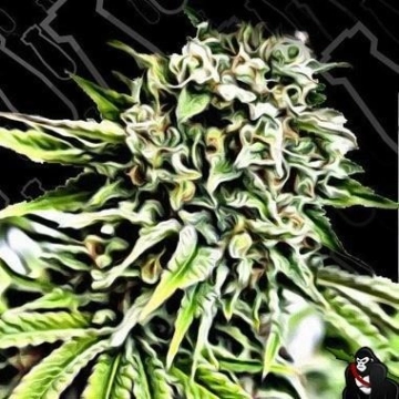Auto Anonymass cannabis plants in bloom, grown from Automatic seeds – ideal for home cultivation from Critical Mass Collective