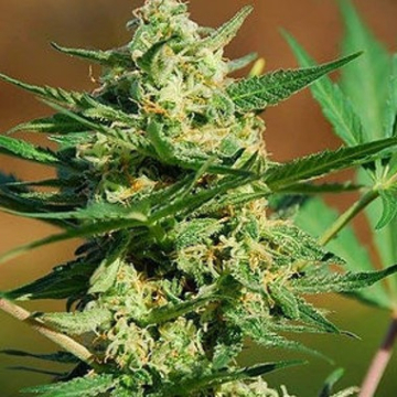 Auto Masszar cannabis plants in bloom, grown from Automatic seeds – ideal for home cultivation from Critical Mass Collective