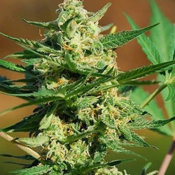 Auto Masszar cannabis plants in bloom, grown from Automatic seeds – ideal for home cultivation from Critical Mass Collective