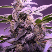 Auto Mendo Mass cannabis plants in bloom, grown from Automatic seeds – ideal for home cultivation from Critical Mass Collective