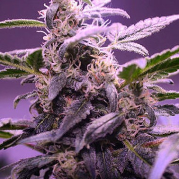 Auto Mendo Mass cannabis plants in bloom, grown from Automatic seeds – ideal for home cultivation from Critical Mass Collective