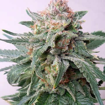 Auto Purple Skunk Mass cannabis plants in bloom, grown from Automatic seeds – ideal for home cultivation from Critical Mass Collective