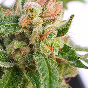 Auto Sour Melon Mass cannabis plants in bloom, grown from Automatic seeds – ideal for home cultivation from Critical Mass Collective