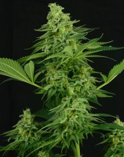 Moonshine Mass cannabis plants in bloom, grown from Feminized seeds – ideal for home cultivation from Critical Mass Collective