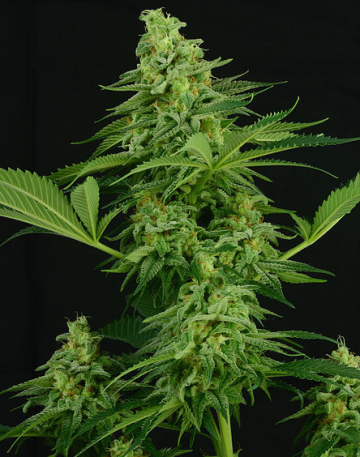 Moonshine Mass cannabis plants in bloom, grown from Feminised seeds – ideal for home cultivation from Critical Mass Collective