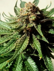 Psychotropic Mass cannabis plants in bloom, grown from Feminized seeds – ideal for home cultivation from Critical Mass Collective