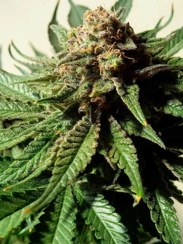 Psychotropic Mass cannabis plants in bloom, grown from Feminized seeds – ideal for home cultivation from Critical Mass Collective