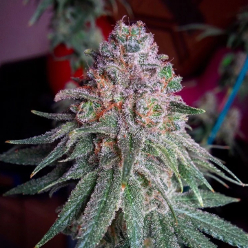 Purple Dawg Mass cannabis plants in bloom, grown from Feminised seeds – ideal for home cultivation from Critical Mass Collective