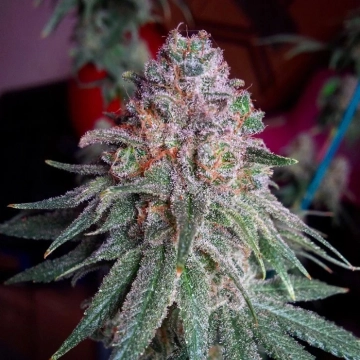 Purple Dawg Mass cannabis plants in bloom, grown from Feminized seeds – ideal for home cultivation from Critical Mass Collective