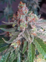 Purple Skunk Mass cannabis plants in bloom, grown from Feminized seeds – ideal for home cultivation from Critical Mass Collective