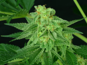 Super Mutant Mass cannabis plants in bloom, grown from Feminised seeds – ideal for home cultivation from Critical Mass Collective