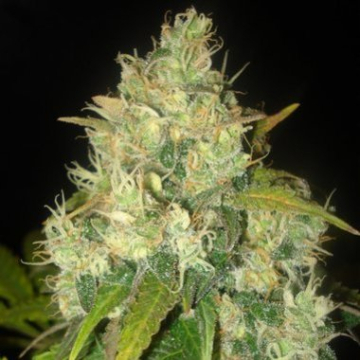 Delicious  Black cannabis plants in bloom, grown from Feminised seeds – ideal for home cultivation from Delicious Seeds