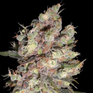 Delicious Candy cannabis plants in bloom, grown from Feminised seeds – ideal for home cultivation from Delicious Seeds
