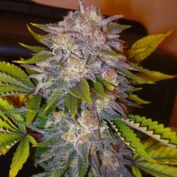 Delicious Caramelo cannabis plants in bloom, grown from Feminized seeds – ideal for home cultivation from Delicious Seeds