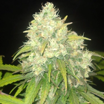 Delicious Critical Sensi Star cannabis plants in bloom, grown from Feminized seeds – ideal for home cultivation from Delicious Seeds
