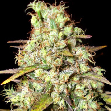 Delicious Critical Super Silver Haze cannabis plants in bloom, grown from Feminised seeds – ideal for home cultivation from Delicious Seeds