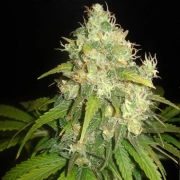 Delicious Fruity Chronic Juice cannabis plants in bloom, grown from Feminized seeds – ideal for home cultivation from Delicious Seeds
