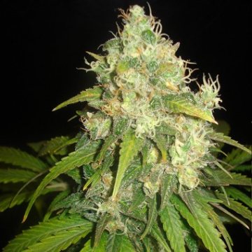 Delicious Fruity Chronic Juice cannabis plants in bloom, grown from Feminised seeds – ideal for home cultivation from Delicious Seeds