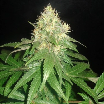 Delicious Northern Light Blue cannabis plants in bloom, grown from Feminized seeds – ideal for home cultivation from Delicious Seeds