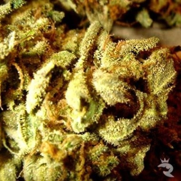 Aiea cannabis plants in bloom, grown from Regular seeds – ideal for home cultivation from Delta 9 Labs