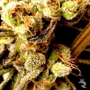 Brainstorm Haze cannabis plants in bloom, grown from Regular seeds – ideal for home cultivation from Delta 9 Labs