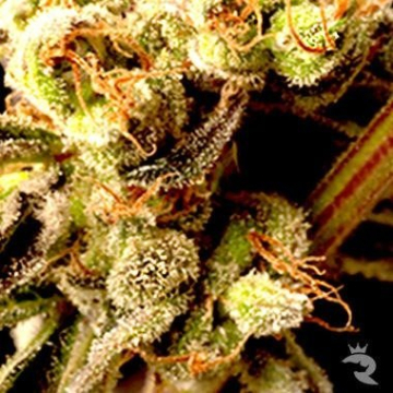 Brainstorm Haze cannabis plants in bloom, grown from Regular seeds – ideal for home cultivation from Delta 9 Labs
