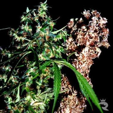 Brainstorm Haze G13 cannabis plants in bloom, grown from Regular seeds – ideal for home cultivation from Delta 9 Labs