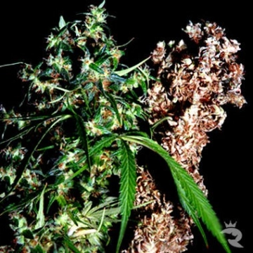 Brainstorm Haze G13 cannabis plants in bloom, grown from Regular seeds – ideal for home cultivation from Delta 9 Labs
