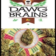 Dawg Brains cannabis plants in bloom, grown from Regular seeds – ideal for home cultivation from Delta 9 Labs